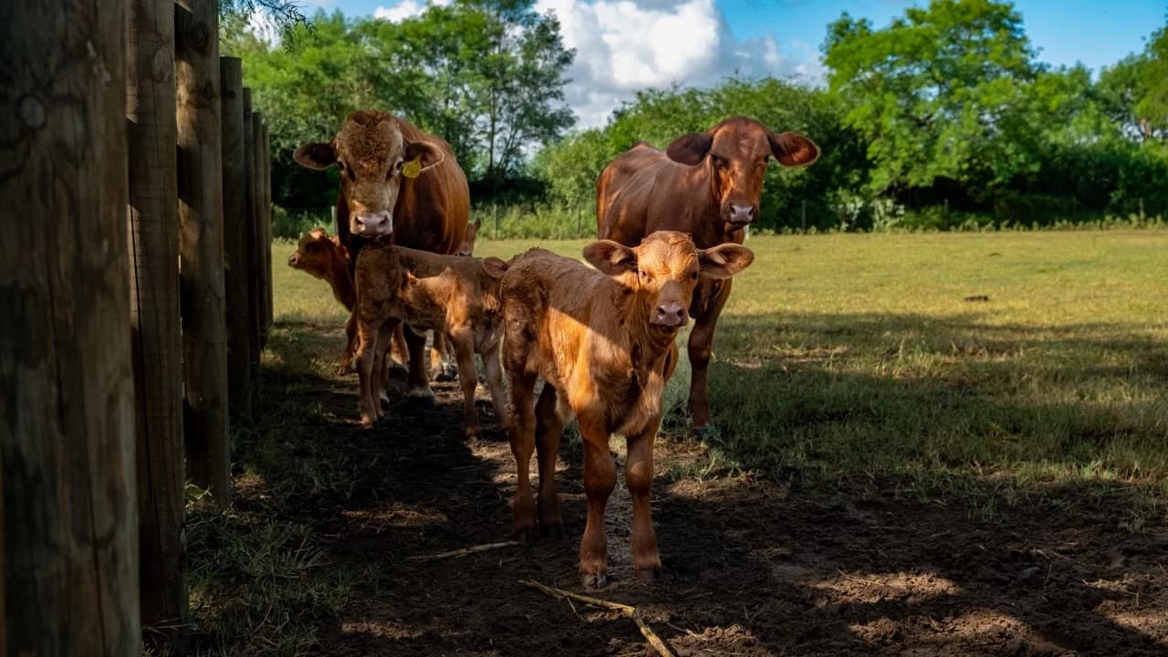 Cows and calves standing beside a wooden fence in a grassy pasture.